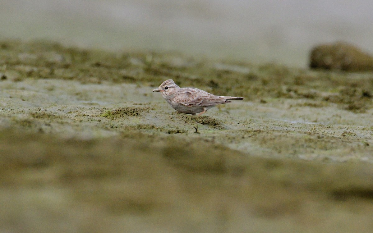 Sand Lark - ML624580032