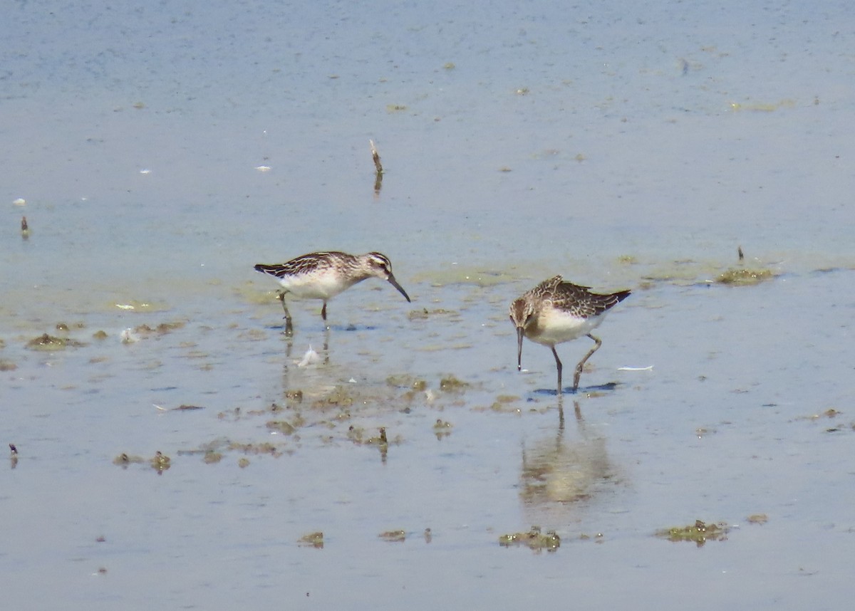 Broad-billed Sandpiper - ML624580038