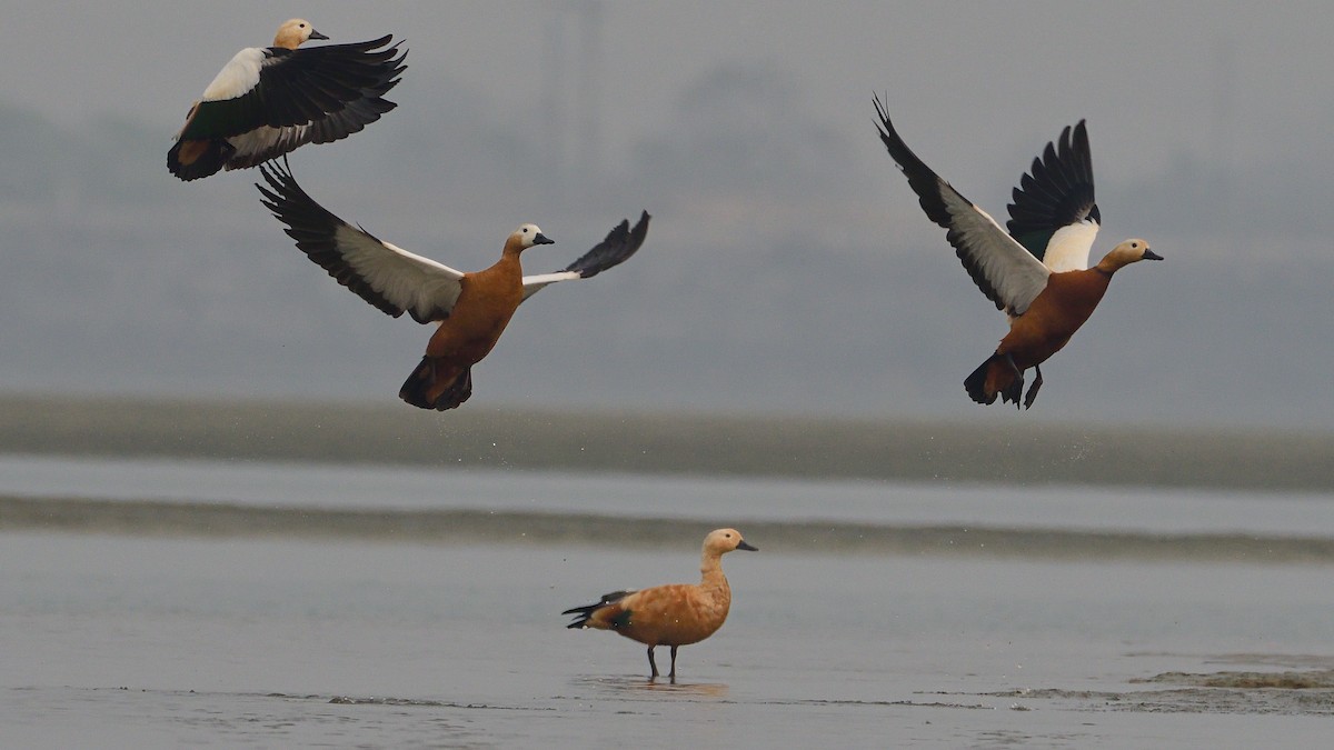 Ruddy Shelduck - ML624580039