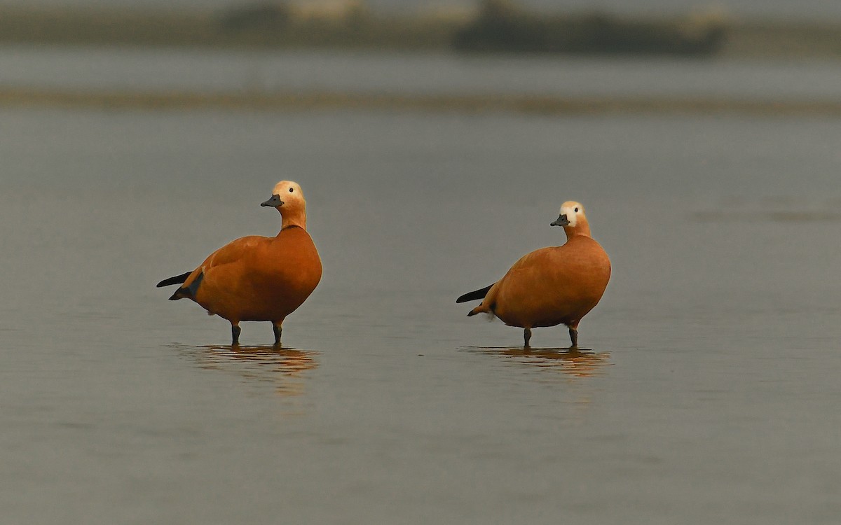 Ruddy Shelduck - ML624580040