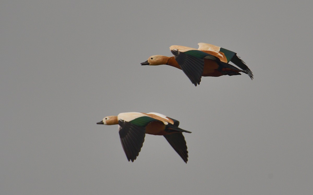 Ruddy Shelduck - ML624580041