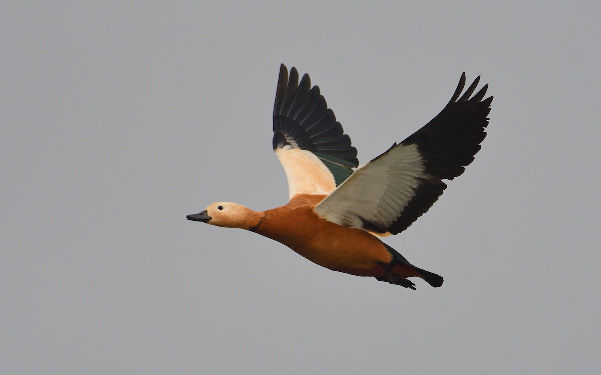 Ruddy Shelduck - ML624580042