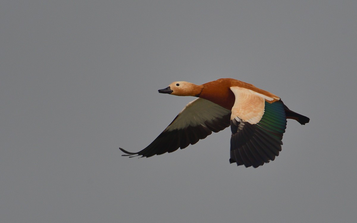 Ruddy Shelduck - ML624580043