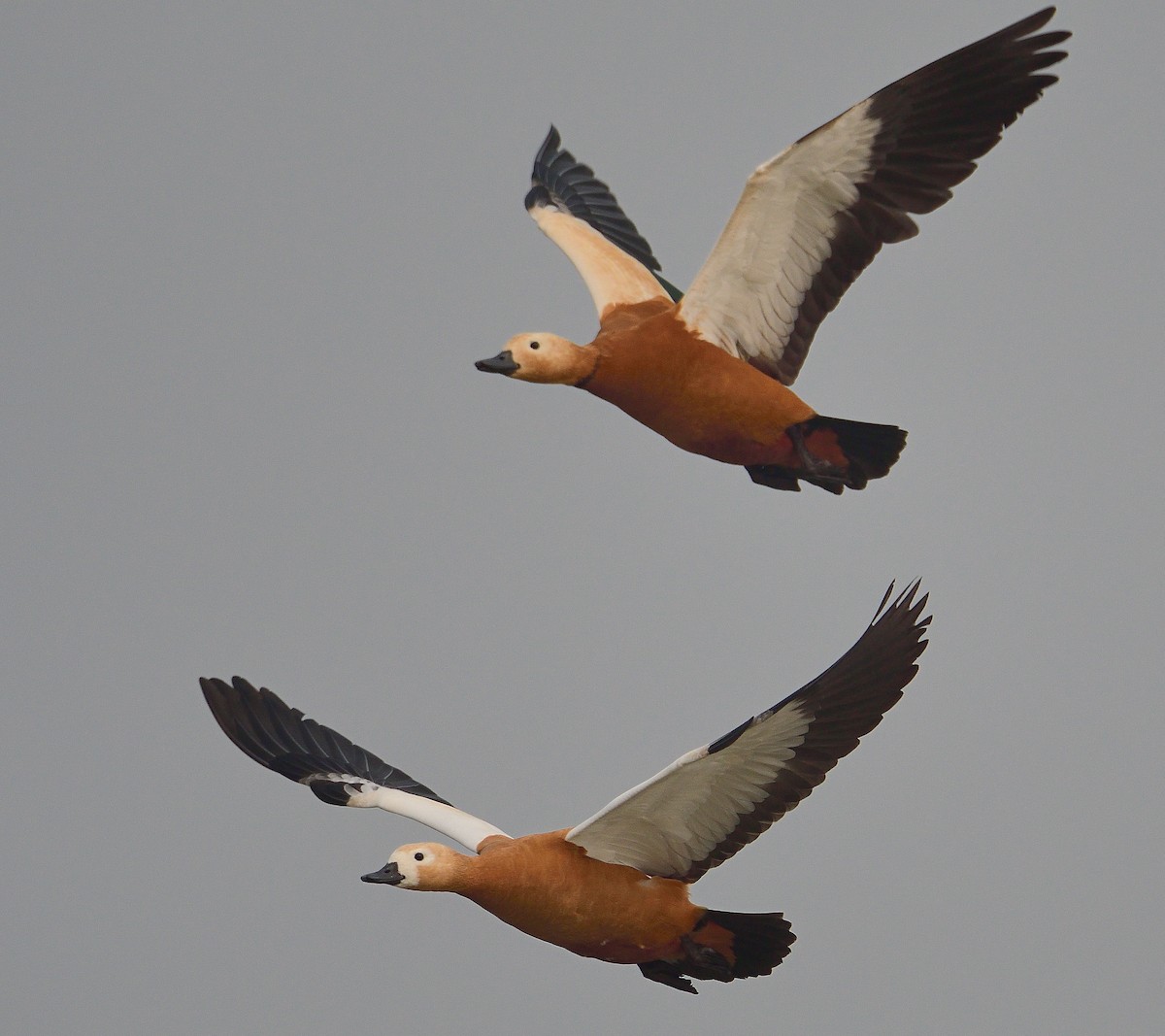 Ruddy Shelduck - ML624580044