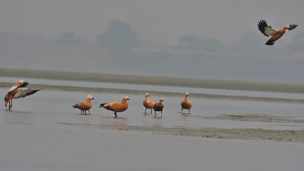 Ruddy Shelduck - ML624580045