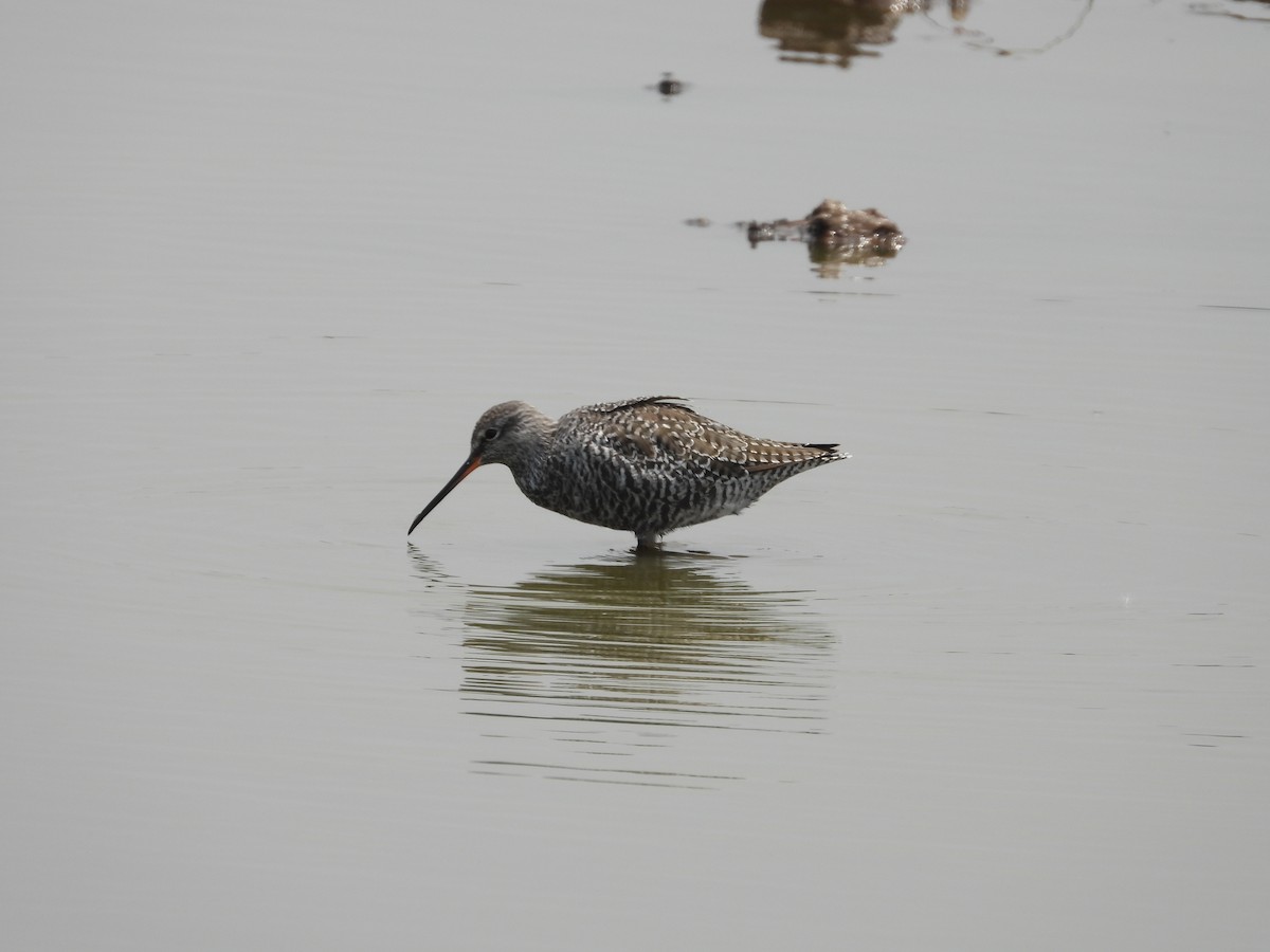 Spotted Redshank - Pankaj and Ameya Chaturvedi