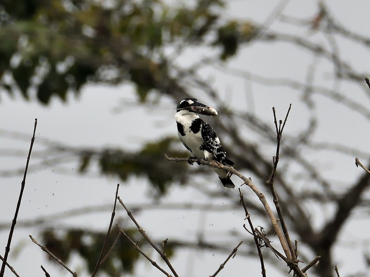 Pied Kingfisher - ML624580048