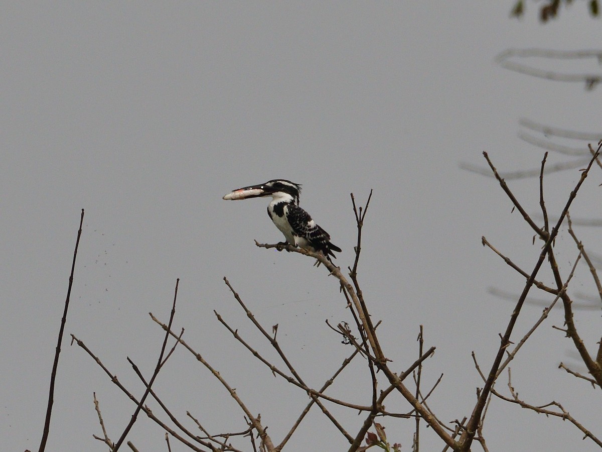 Pied Kingfisher - ML624580049