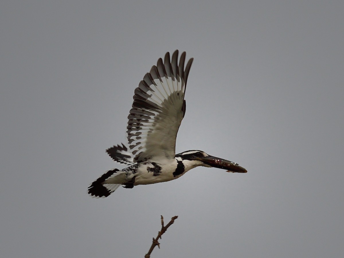 Pied Kingfisher - ML624580050