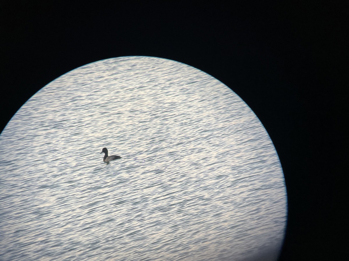 Lesser Scaup - ML624580051