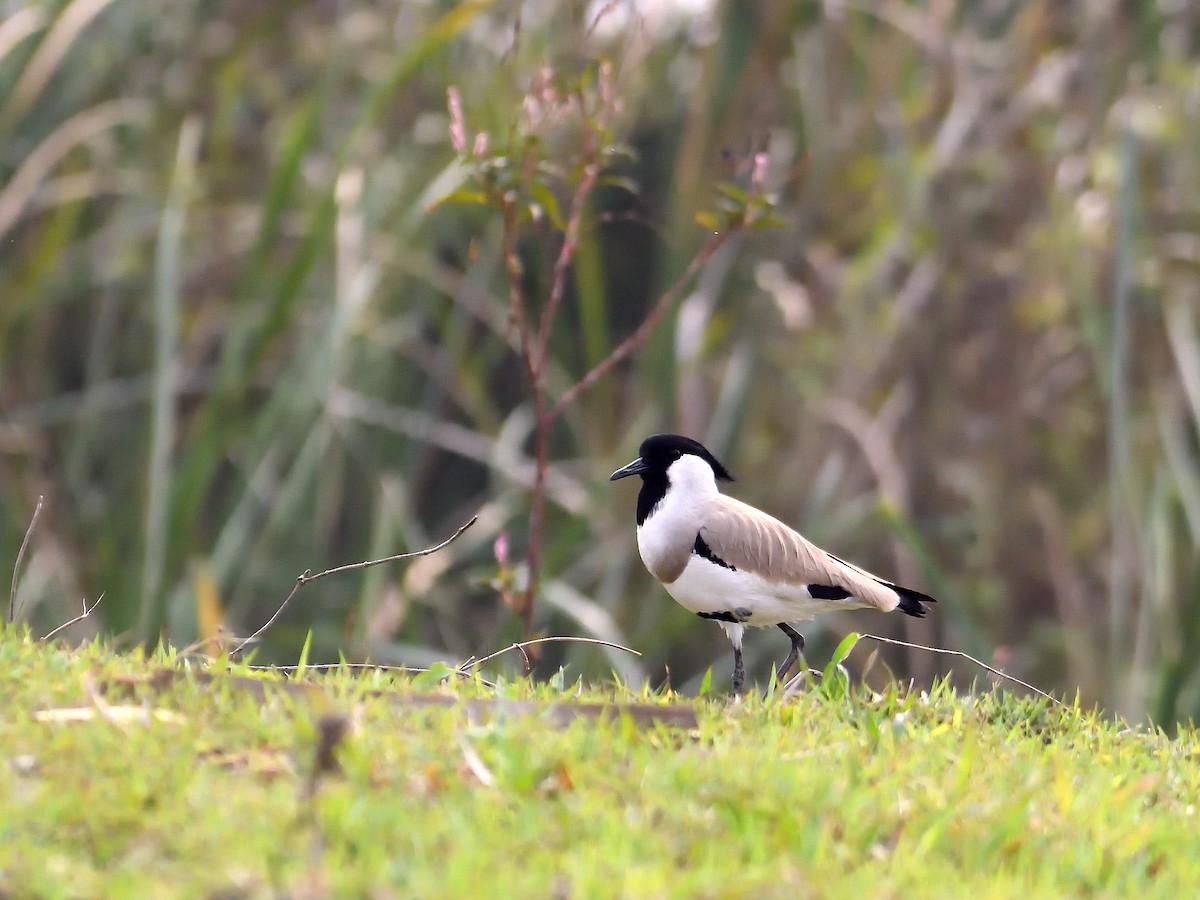 River Lapwing - ML624580052