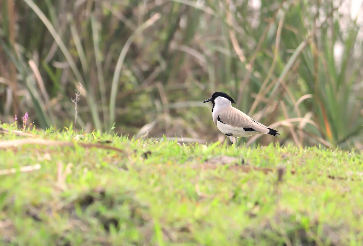 River Lapwing - Bhaskar Mandal