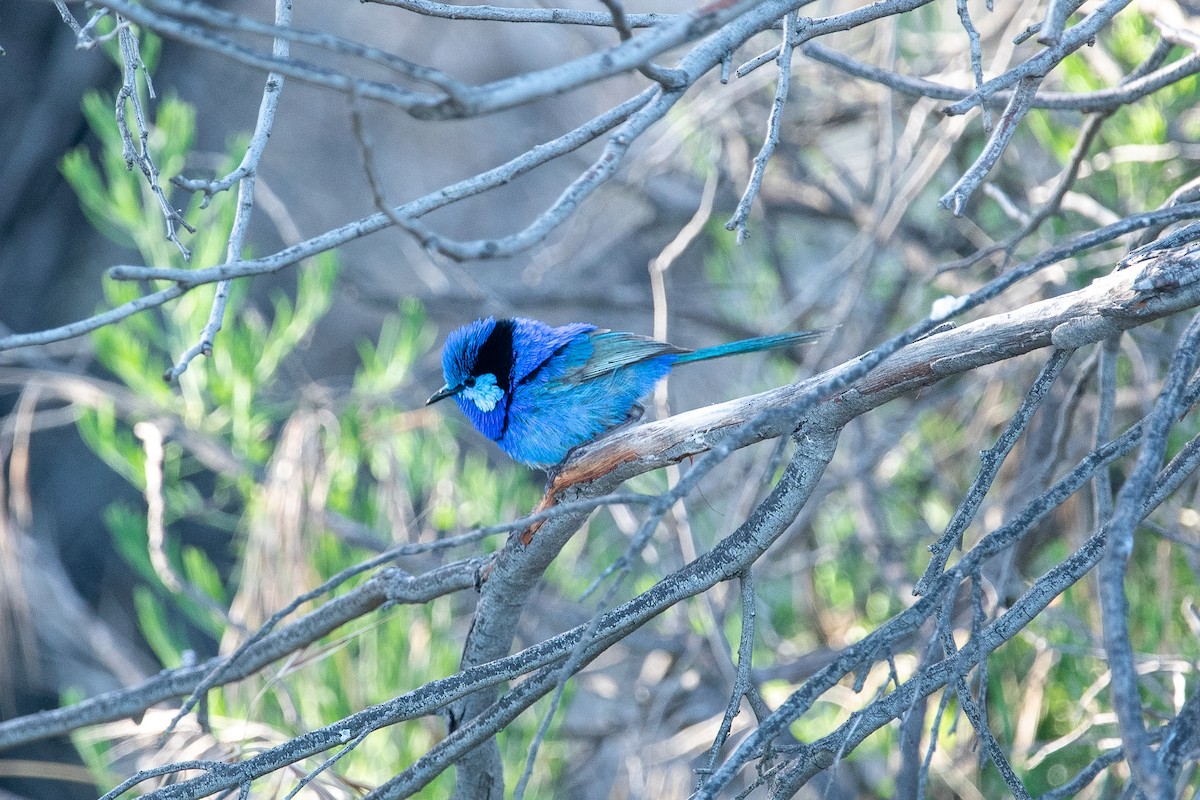 Splendid Fairywren - ML624580054