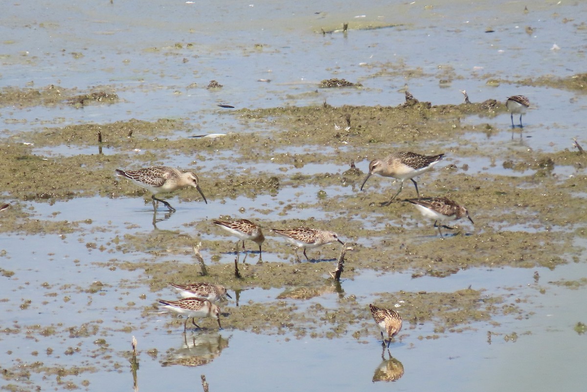 Curlew Sandpiper - ML624580055