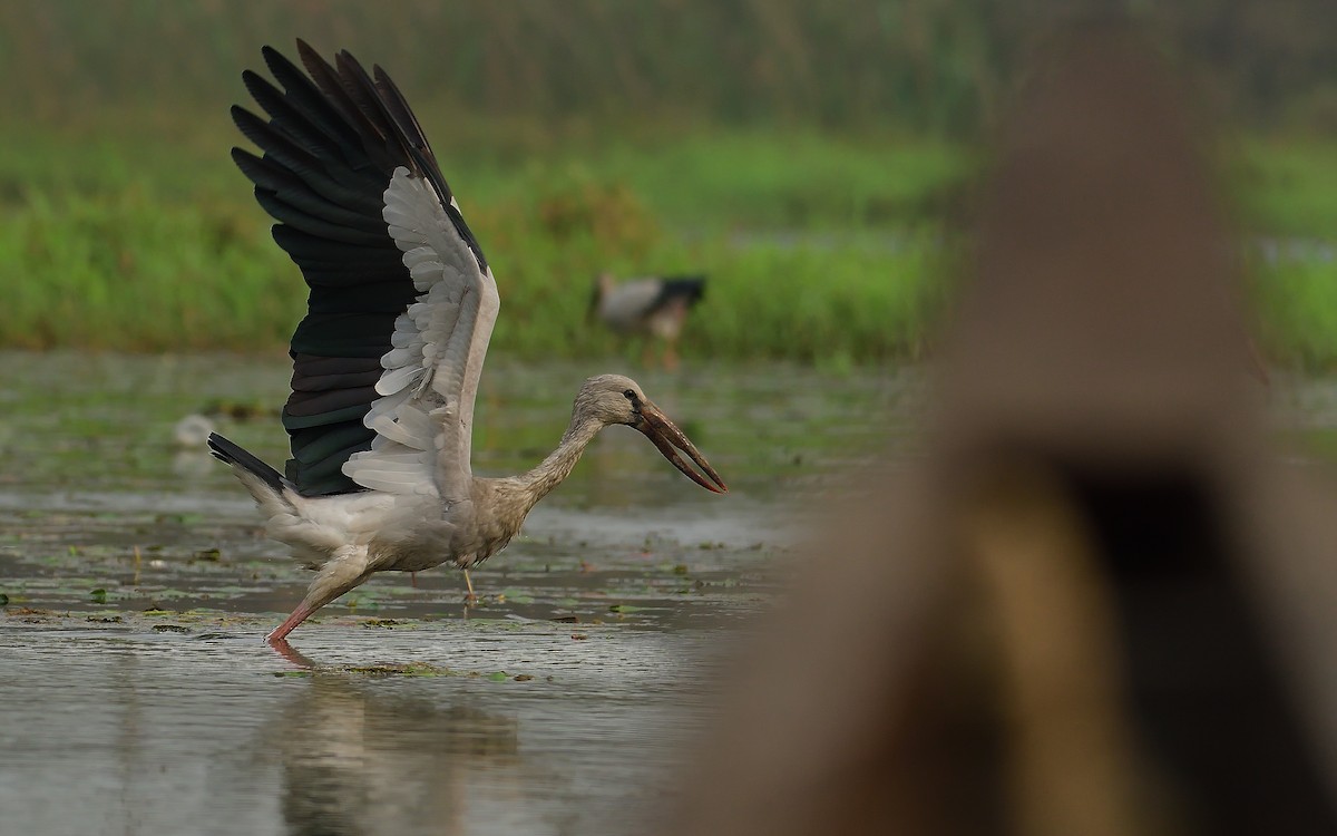 Asian Openbill - ML624580059