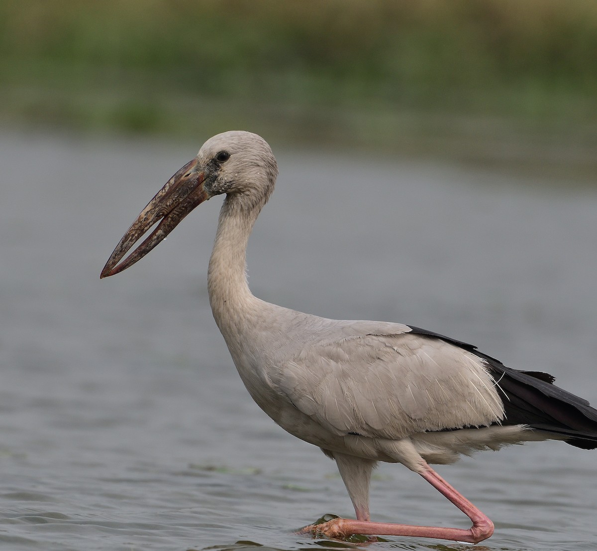 Asian Openbill - ML624580060