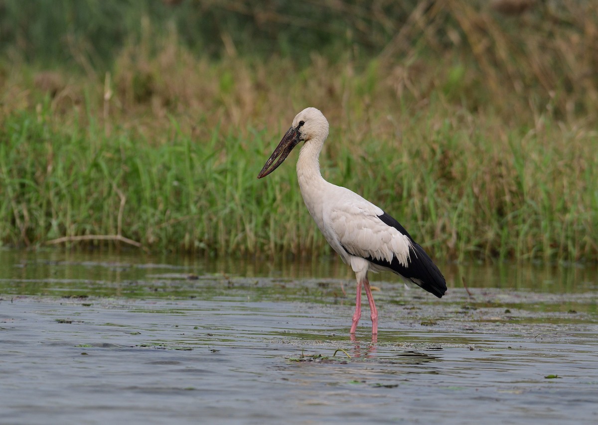 Asian Openbill - ML624580061