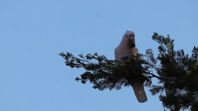 Pink Cockatoo - ML624580062