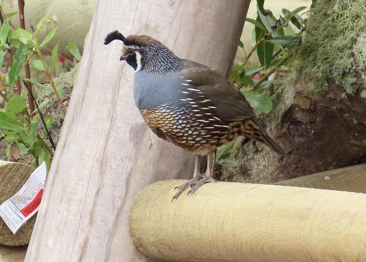 California Quail - ML624580065