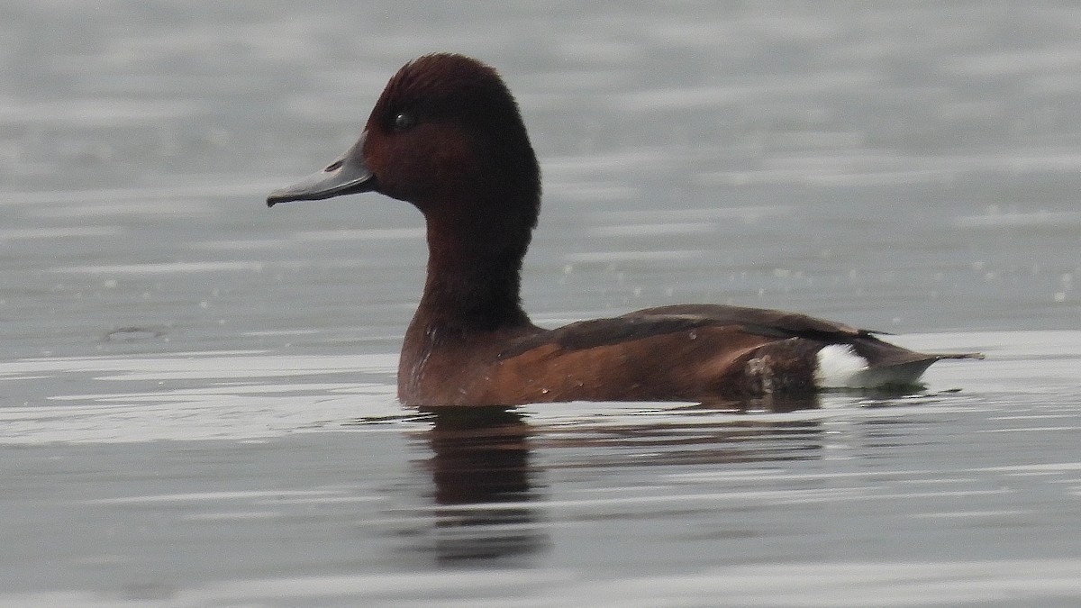 Ferruginous Duck - Bhaskar Mandal