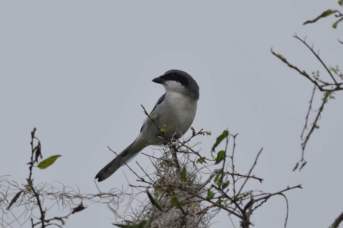 Loggerhead Shrike - Christine Anderson