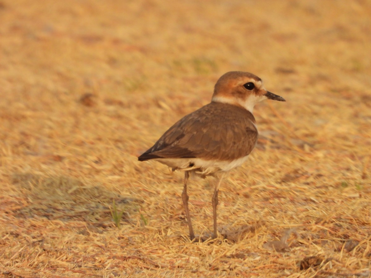 Kentish Plover - ML624580148