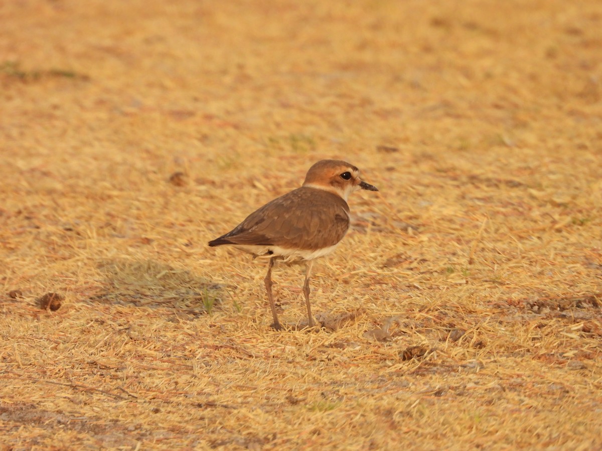 Kentish Plover - ML624580149