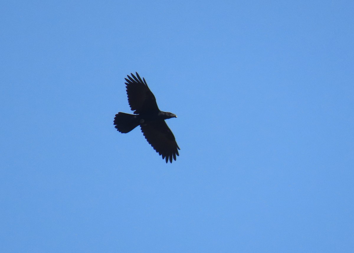 Common Raven - ML624580153