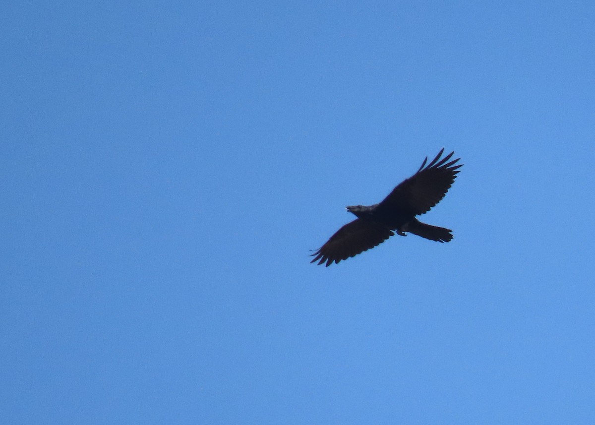 Common Raven - ML624580154