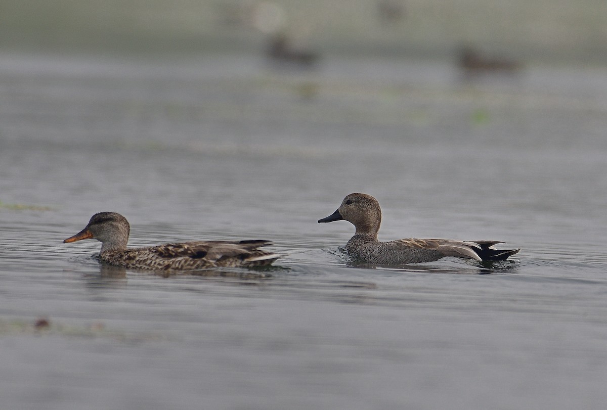 Gadwall - Bhaskar Mandal