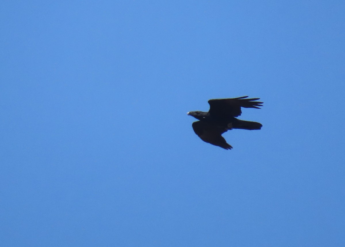 Common Raven - ML624580157