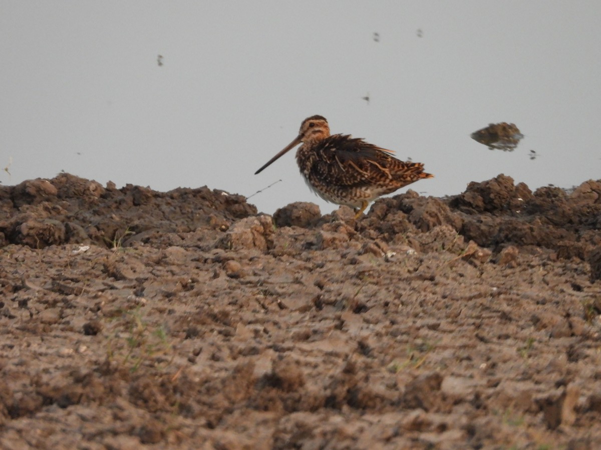 Common Snipe - ML624580189