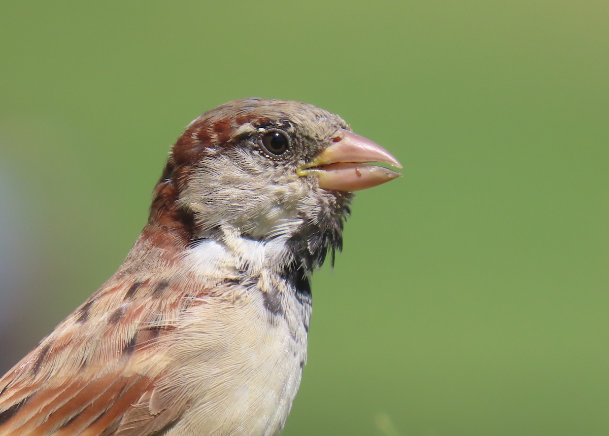 House Sparrow - ML624580190