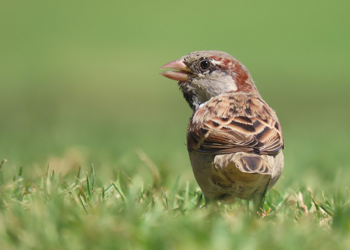 House Sparrow - ML624580191