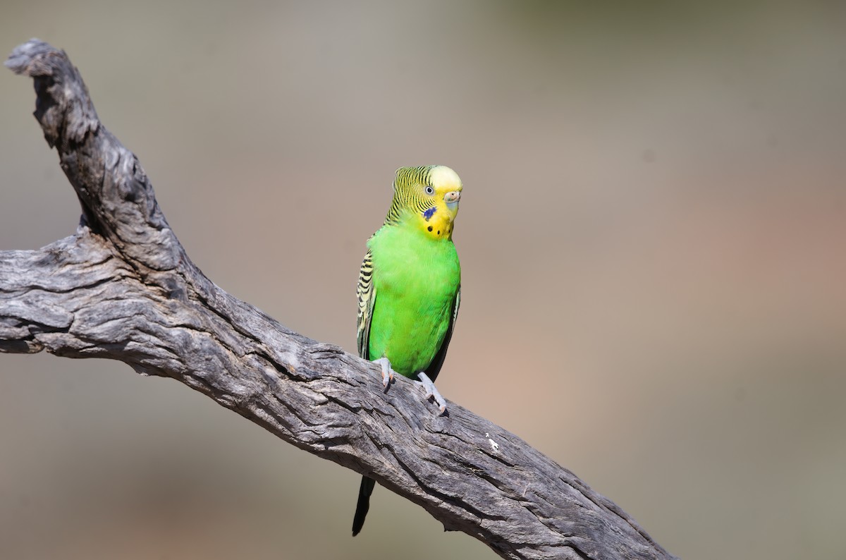 Budgerigar - ML624580200