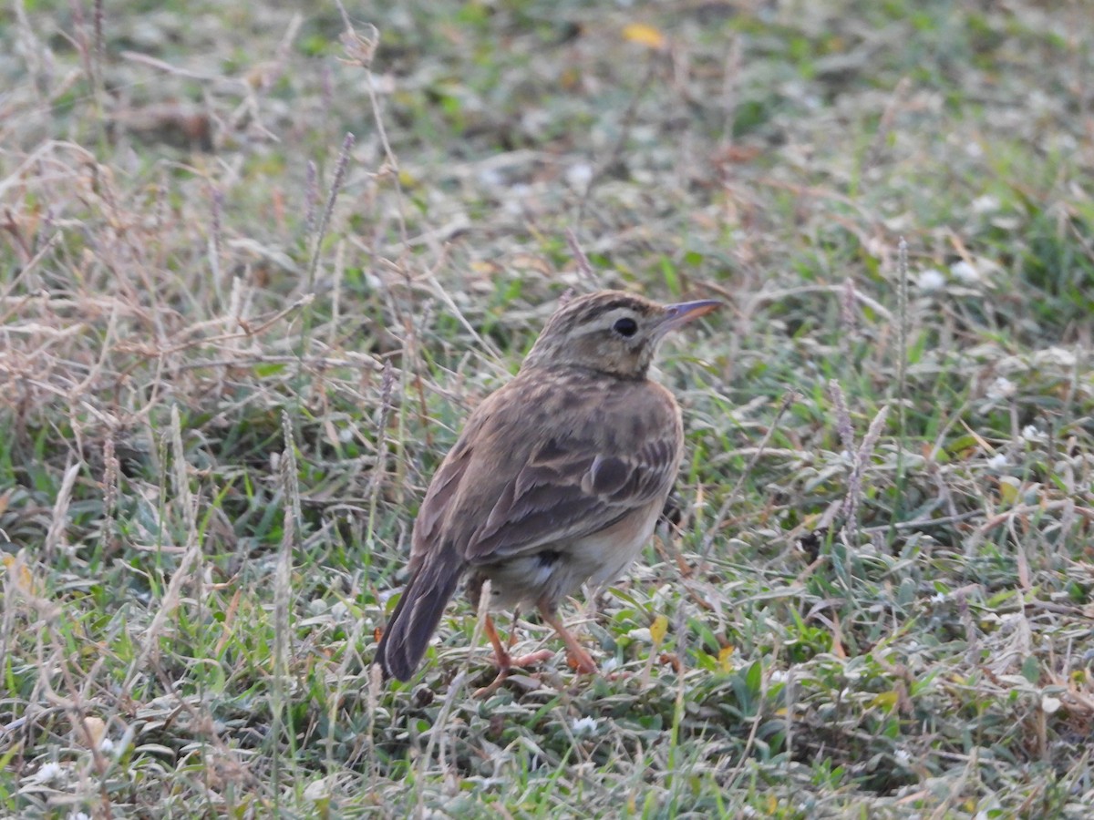 Paddyfield Pipit - ML624580266