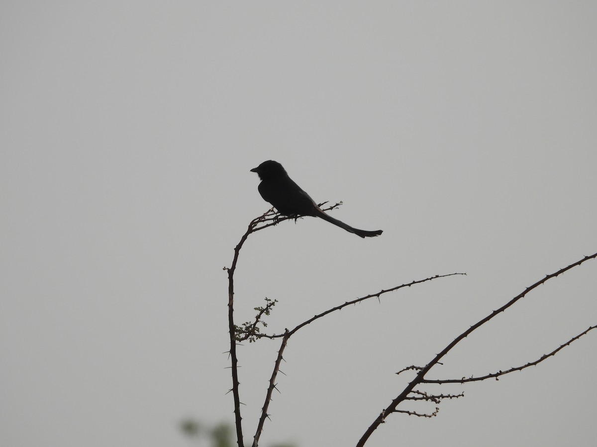 Black Drongo - ML624580286