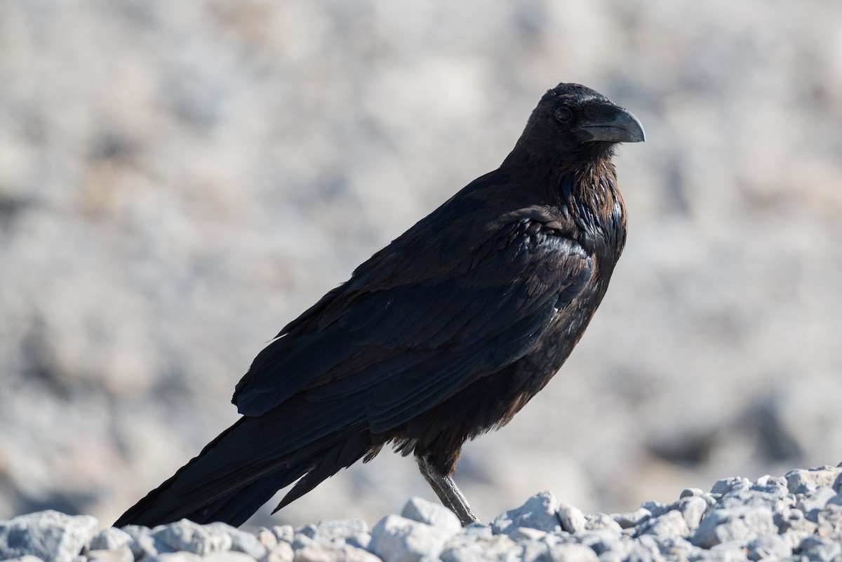 Common Raven - ML624580292