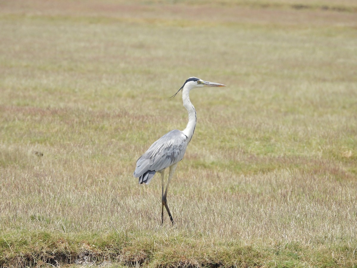 Gray Heron - Pankaj and Ameya Chaturvedi