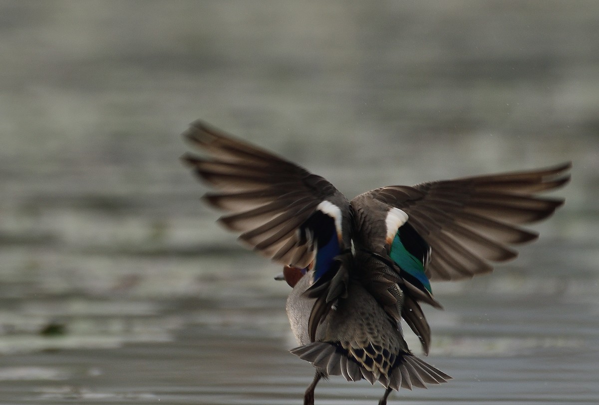 Green-winged Teal - ML624580315