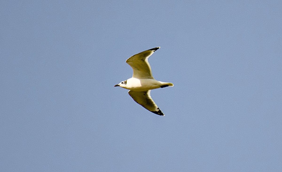 Franklin's Gull - ML624580319