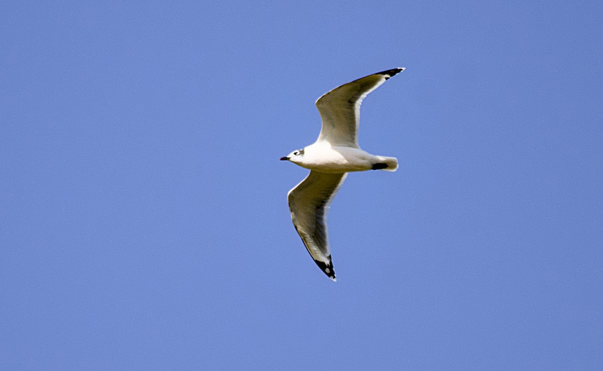 Franklin's Gull - ML624580320