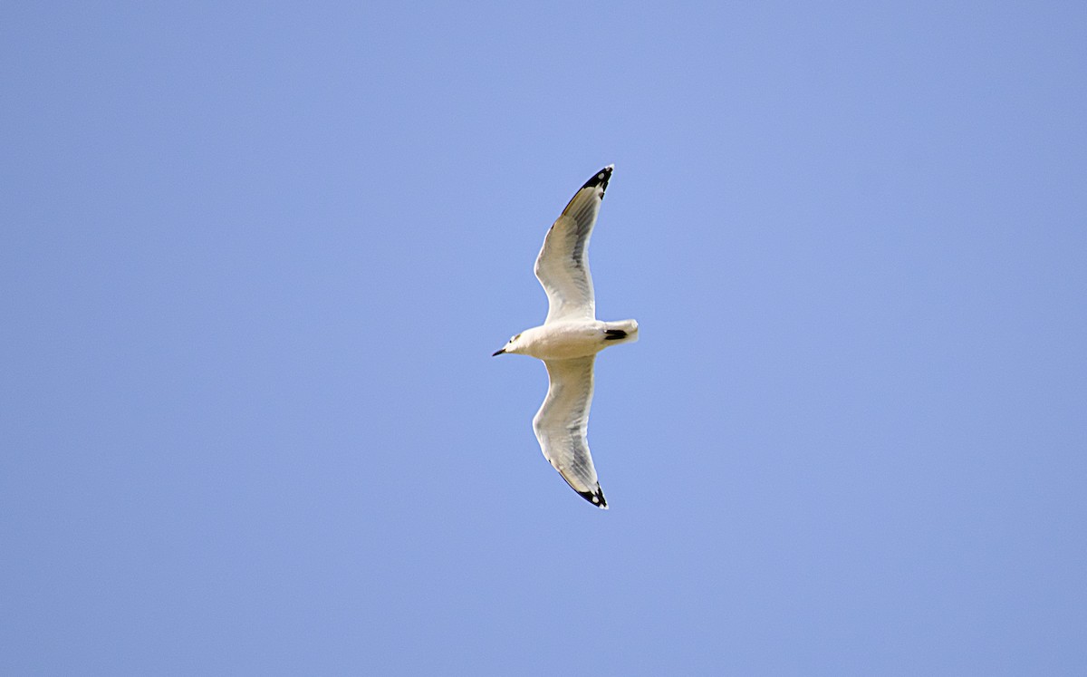 Franklin's Gull - ML624580321