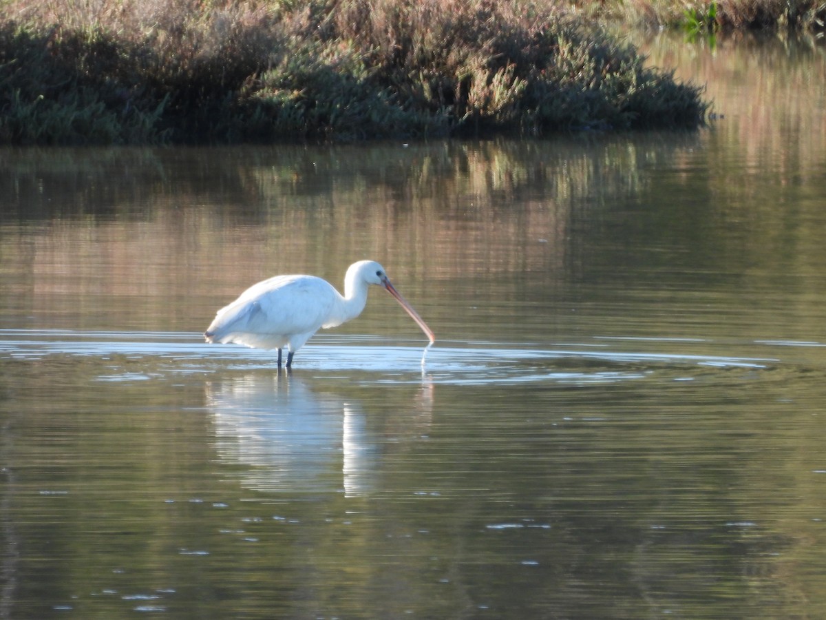 Eurasian Spoonbill - ML624580324