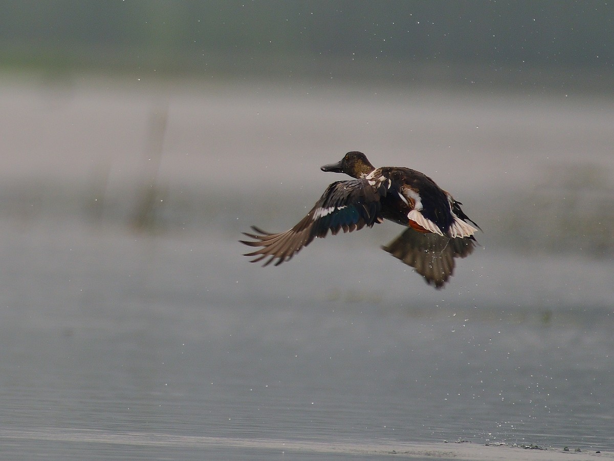 Northern Shoveler - ML624580326