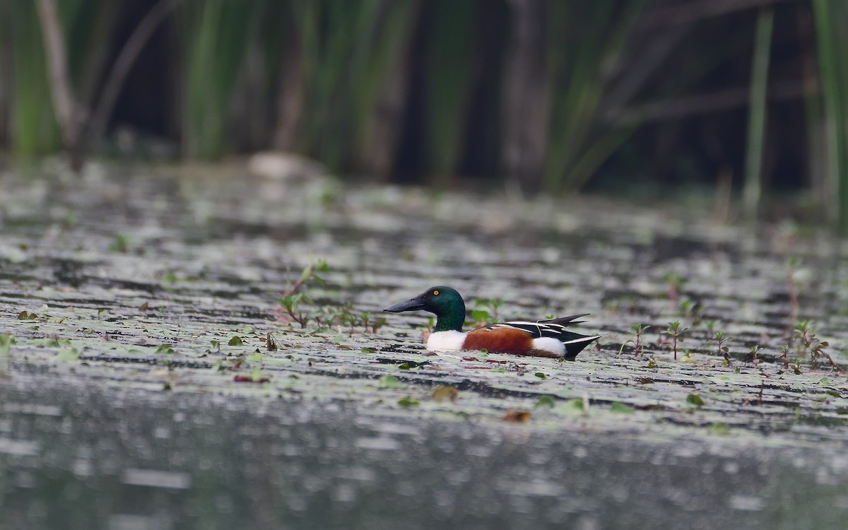 Northern Shoveler - Bhaskar Mandal