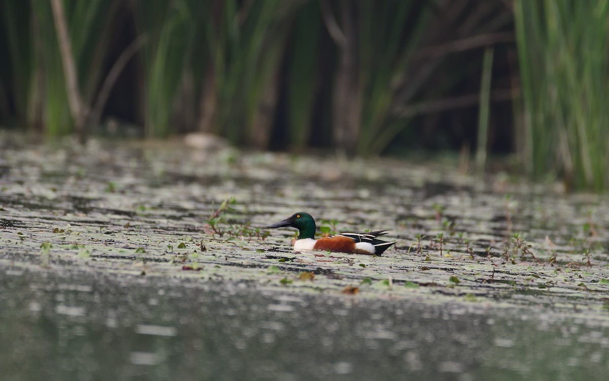 Northern Shoveler - ML624580328