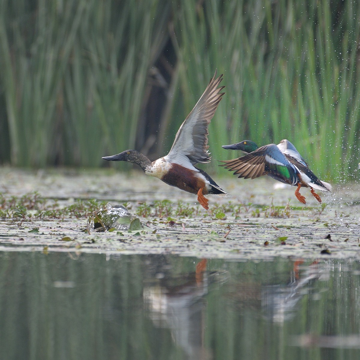 Northern Shoveler - ML624580329