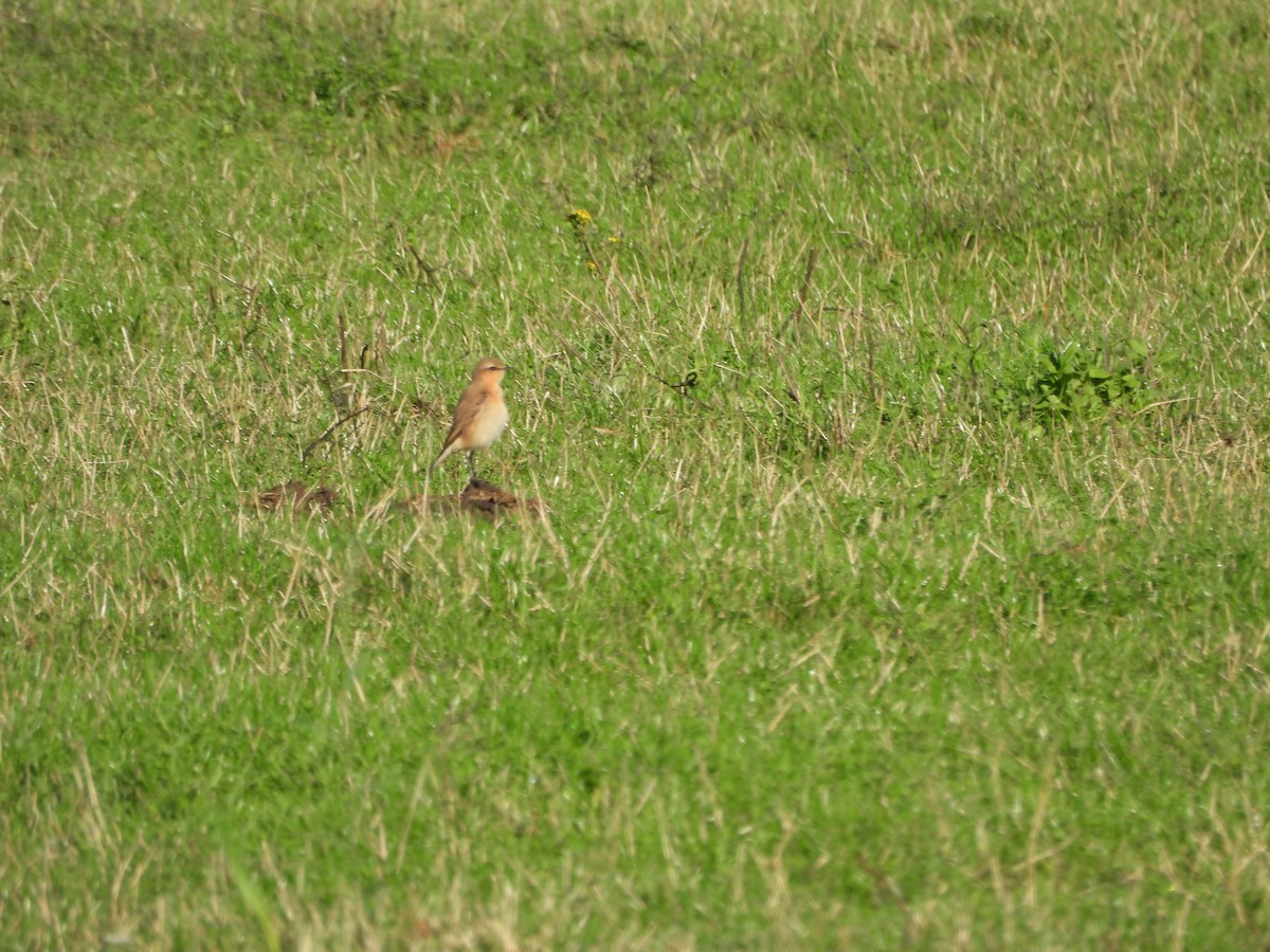 Northern Wheatear - ML624580332