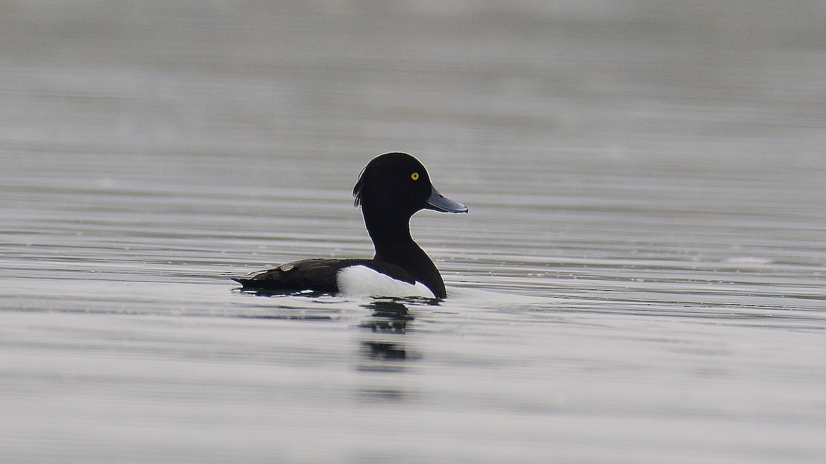 Tufted Duck - ML624580338